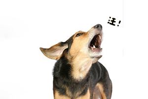 盘点狗狗八种常见行为，到底传递什么“信号”？