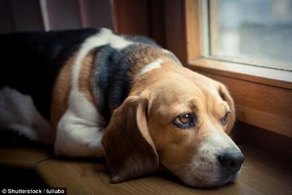 狗狗独自在家时，会特别焦虑和悲伤 